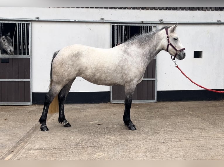 Connemara Giumenta 4 Anni 146 cm Grigio pezzato in Morsbach