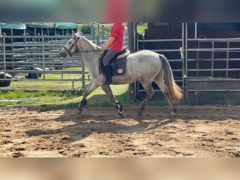 Connemara Giumenta 4 Anni 146 cm Leardo in Morsbach