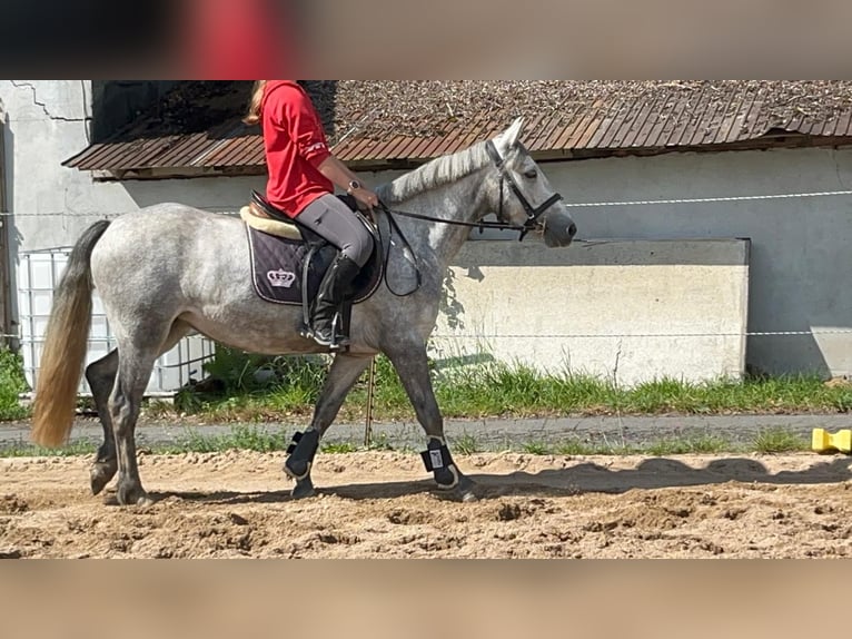 Connemara Giumenta 4 Anni 146 cm Leardo in Morsbach