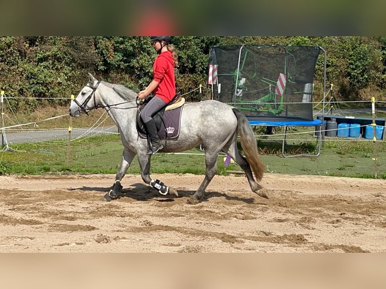 Connemara Giumenta 4 Anni 146 cm Leardo in Morsbach