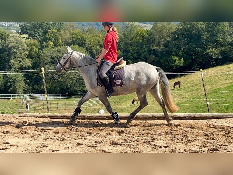 Connemara Giumenta 4 Anni 146 cm Leardo in Morsbach
