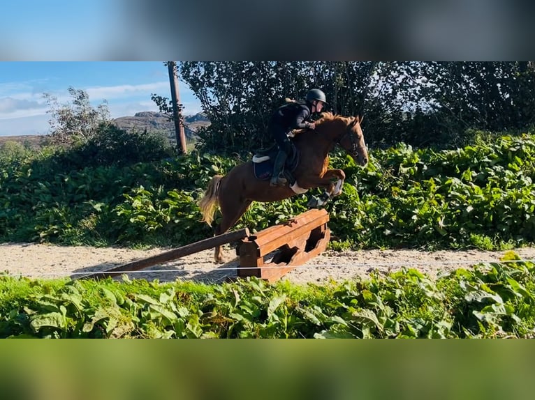 Connemara Giumenta 4 Anni 146 cm Sauro in Trebbin