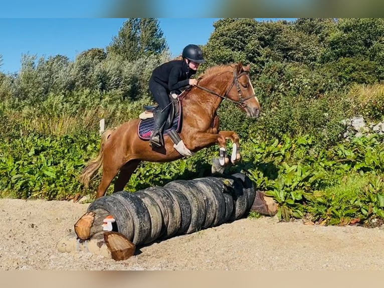 Connemara Giumenta 4 Anni 146 cm Sauro in Trebbin