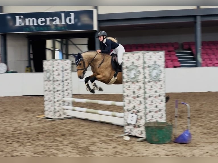 Connemara Giumenta 4 Anni 147 cm Falbo in Mountrath, Co. Laois