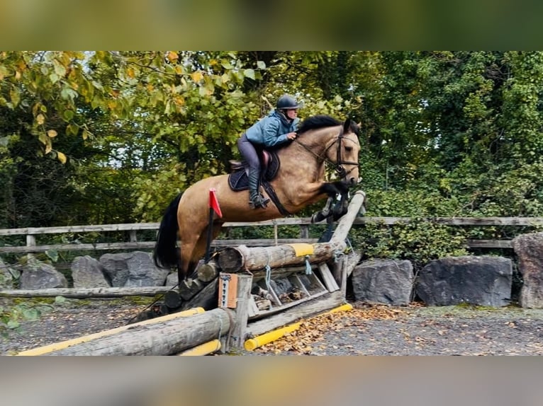 Connemara Giumenta 4 Anni 147 cm Falbo in Mountrath, Co. Laois
