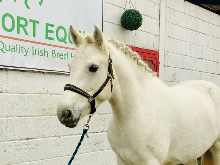 Connemara Giumenta 4 Anni 147 cm Grigio in Mountrath