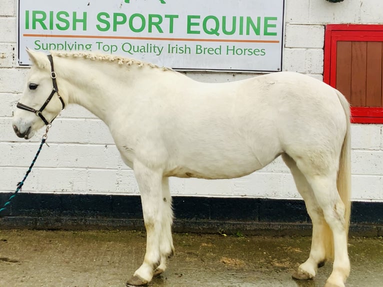 Connemara Giumenta 4 Anni 147 cm Grigio in Mountrath