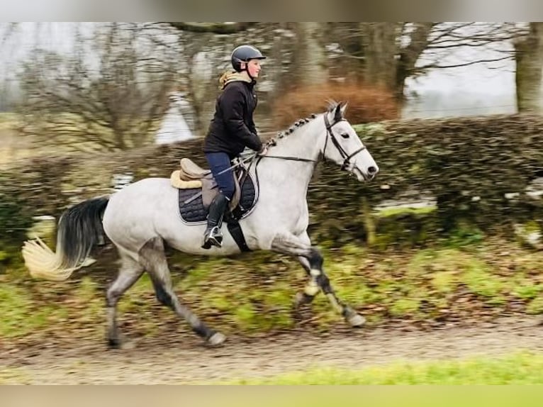 Connemara Giumenta 4 Anni 147 cm Grigio in Sligo