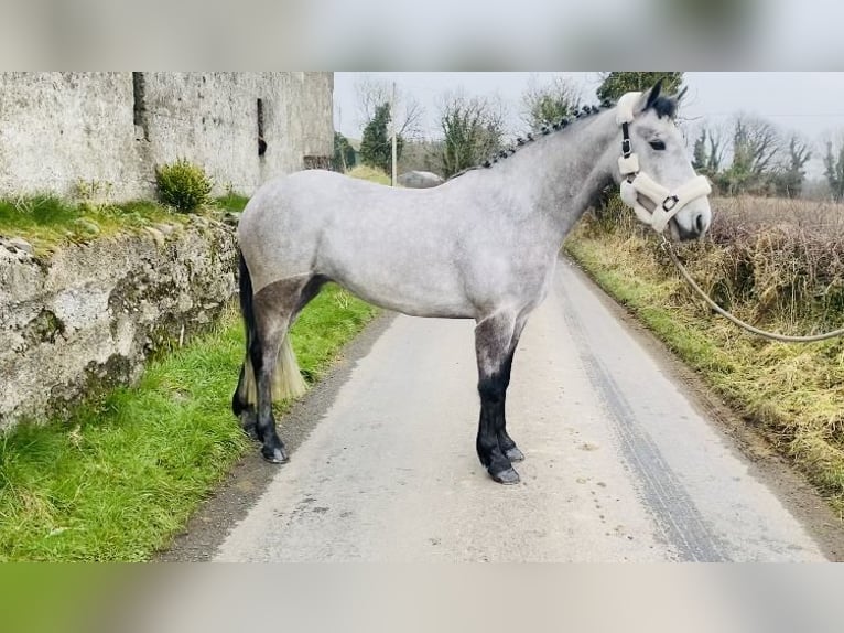 Connemara Giumenta 4 Anni 147 cm Grigio in Sligo