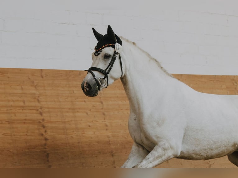 Connemara Giumenta 4 Anni 147 cm Grigio in Hüttenberg