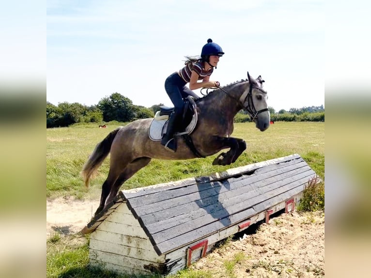 Connemara Giumenta 4 Anni 147 cm Grigio ferro in Mountrath, Co. Laois