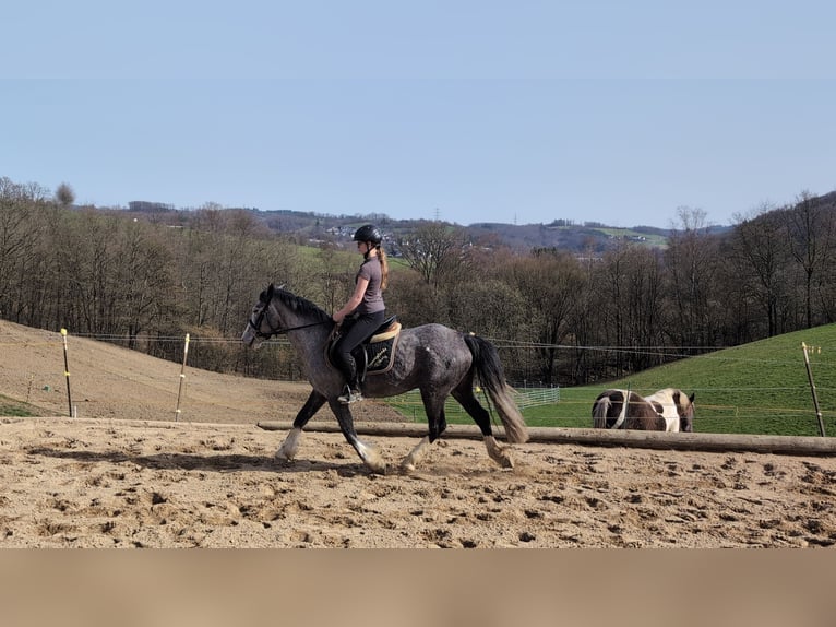 Connemara Mix Giumenta 4 Anni 147 cm Leardo in Morsbach