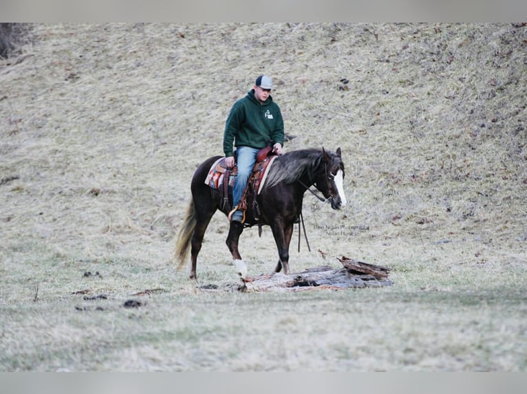 Connemara Giumenta 4 Anni 147 cm Sauro scuro in Peosta