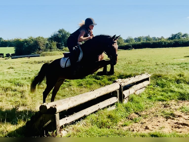 Connemara Giumenta 4 Anni 148 cm Baio in Mountrath