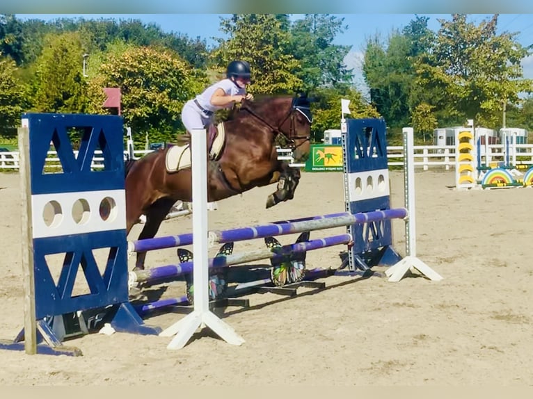 Connemara Giumenta 4 Anni 148 cm Baio in Mountrath