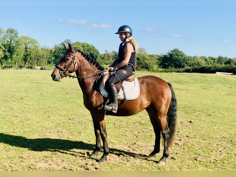 Connemara Giumenta 4 Anni 148 cm Baio in Mountrath