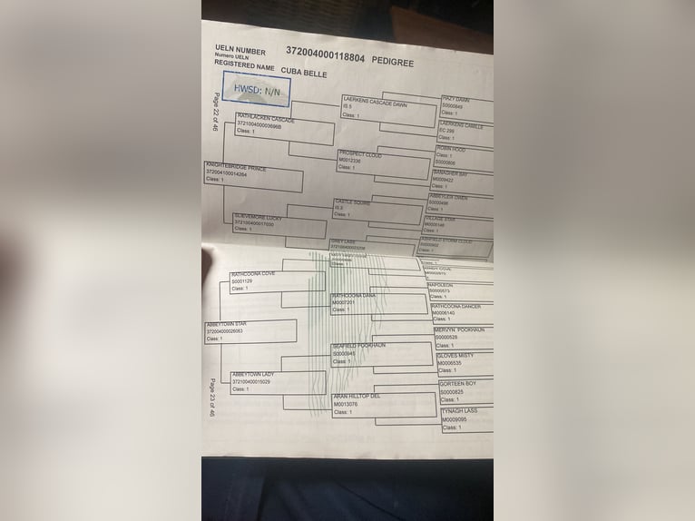 Connemara Giumenta 4 Anni 148 cm Baio in Sligo