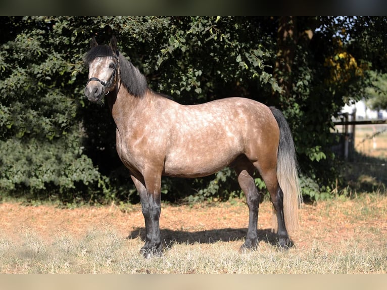 Connemara Giumenta 4 Anni 148 cm  in Altenstadt