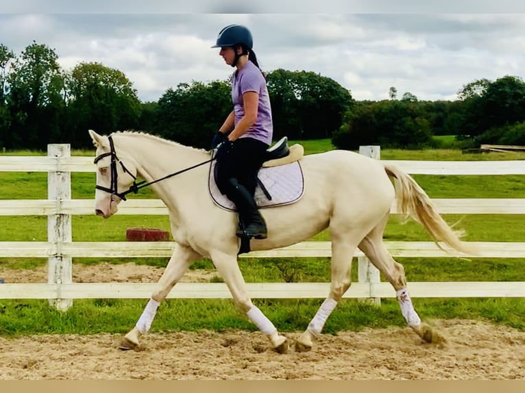 Connemara Giumenta 4 Anni 148 cm Cremello in Mountrath