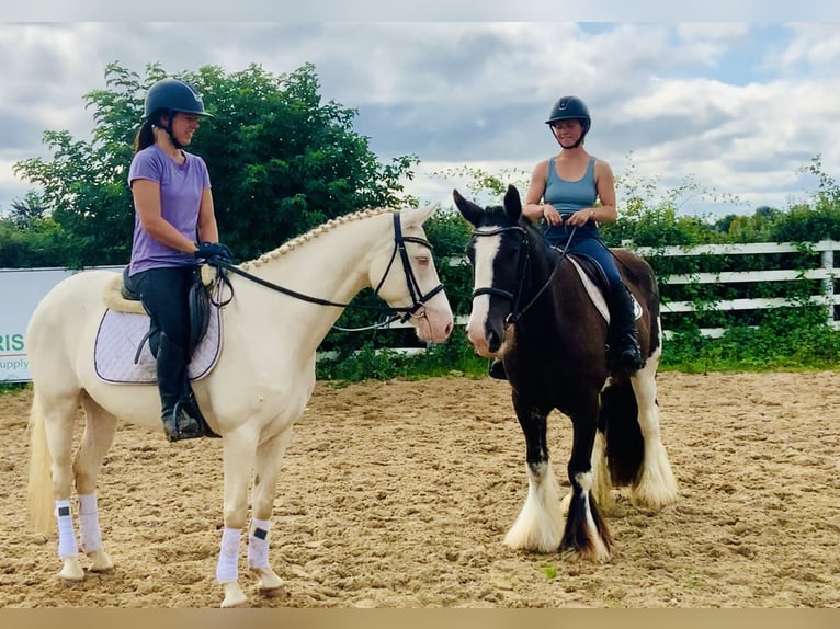 Connemara Giumenta 4 Anni 148 cm Cremello in Mountrath