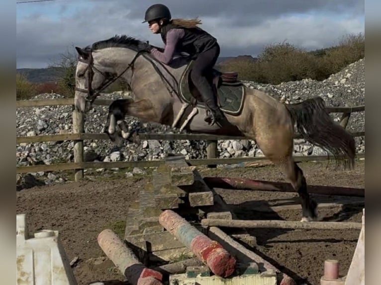 Connemara Giumenta 4 Anni 148 cm Falbo in Trebbin