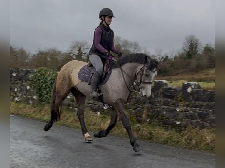 Connemara Giumenta 4 Anni 148 cm Falbo in Trebbin