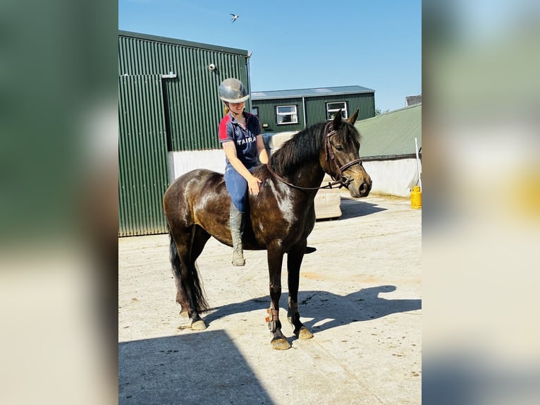 Connemara Giumenta 4 Anni 148 cm Falbo in Sligo