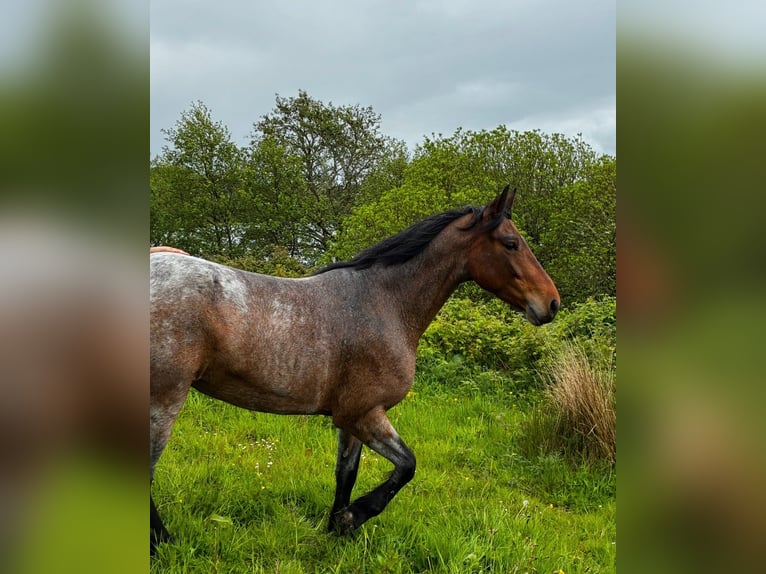 Connemara Giumenta 4 Anni 148 cm Falbo in Sligo