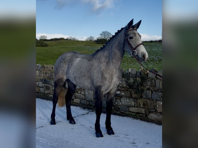 Connemara Giumenta 4 Anni 148 cm Grigio in Newry