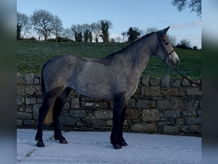 Connemara Giumenta 4 Anni 148 cm Grigio in Newry