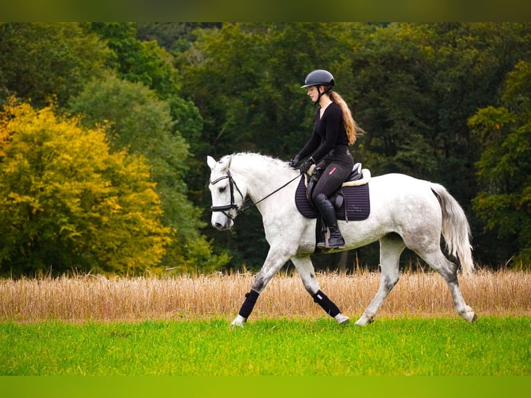 Connemara Giumenta 4 Anni 148 cm Grigio in Nettersheim