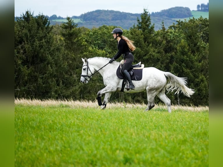 Connemara Giumenta 4 Anni 148 cm Grigio in Nettersheim