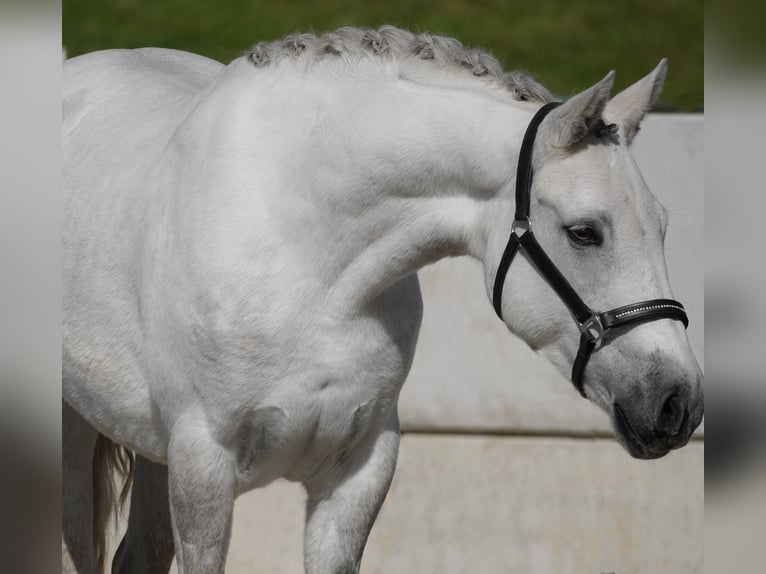 Connemara Giumenta 4 Anni 148 cm Grigio in Nettersheim