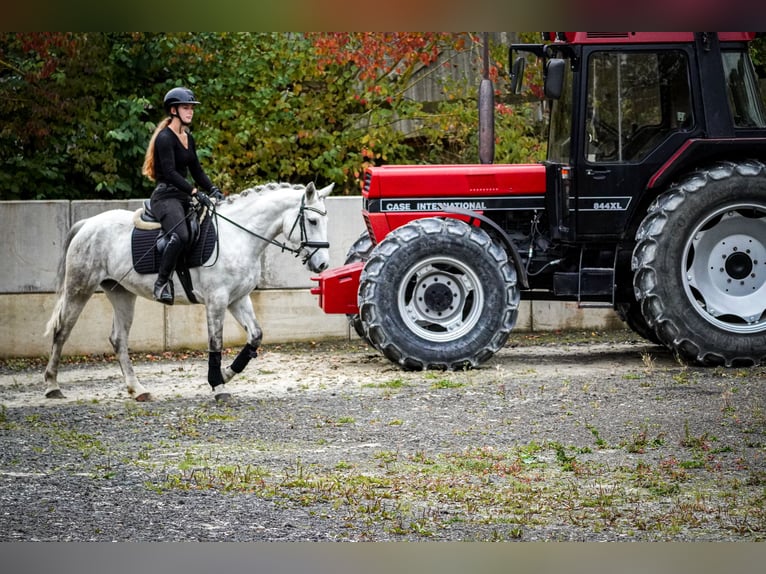 Connemara Giumenta 4 Anni 148 cm Grigio in Nettersheim