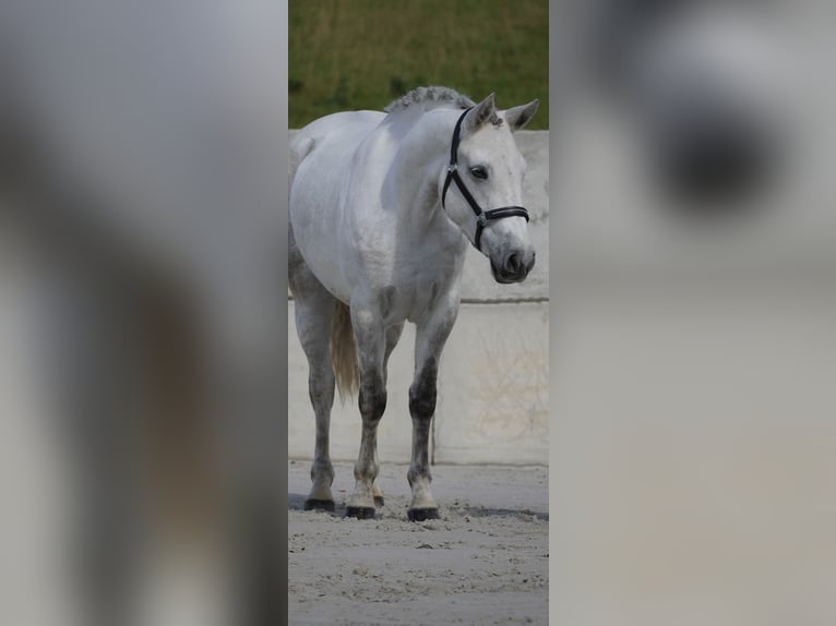 Connemara Giumenta 4 Anni 148 cm Grigio in Nettersheim