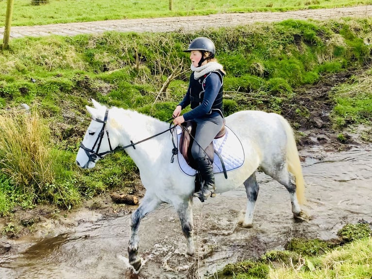 Connemara Giumenta 4 Anni 148 cm Grigio in Mountrath