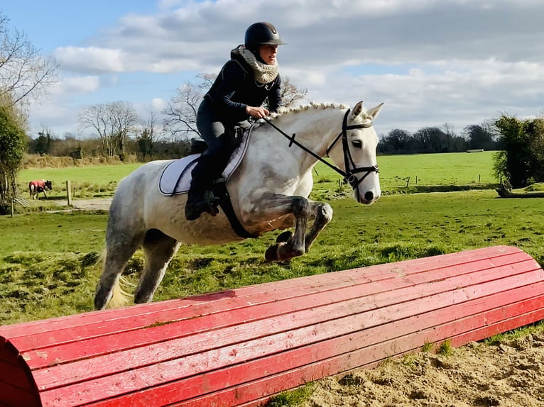 Connemara Giumenta 4 Anni 148 cm Grigio in Mountrath