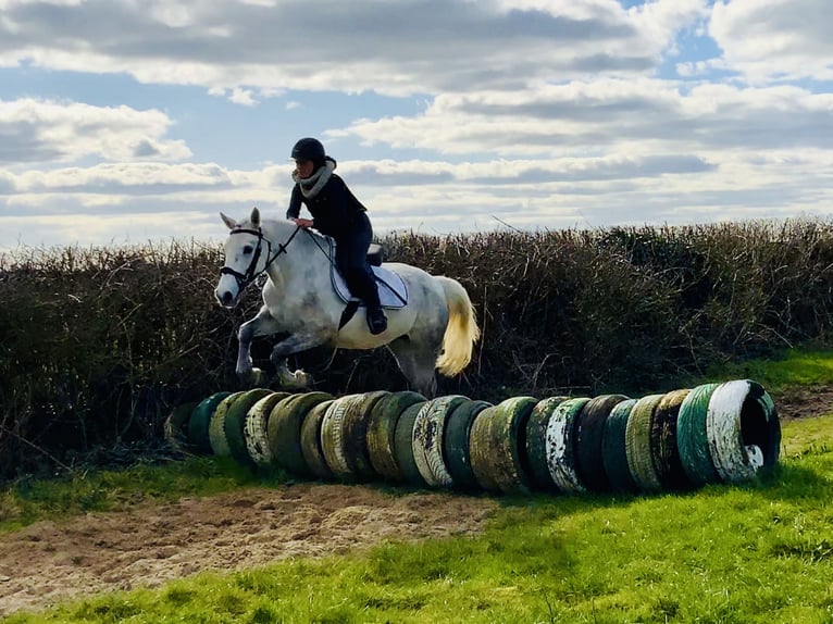 Connemara Giumenta 4 Anni 148 cm Grigio in Mountrath