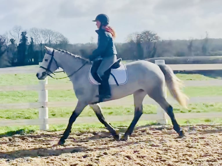 Connemara Giumenta 4 Anni 150 cm Grigio in Mountrath