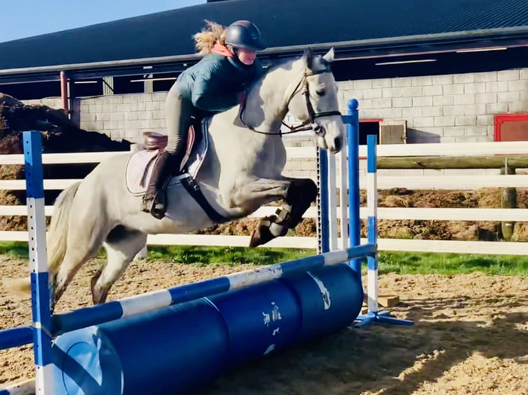 Connemara Giumenta 4 Anni 150 cm Grigio in Mountrath
