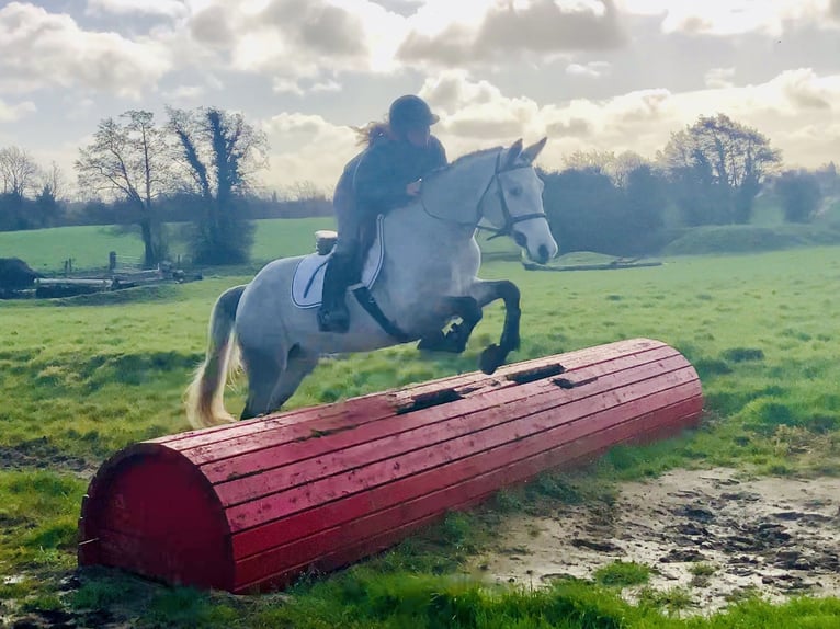 Connemara Giumenta 4 Anni 150 cm Grigio in Mountrath