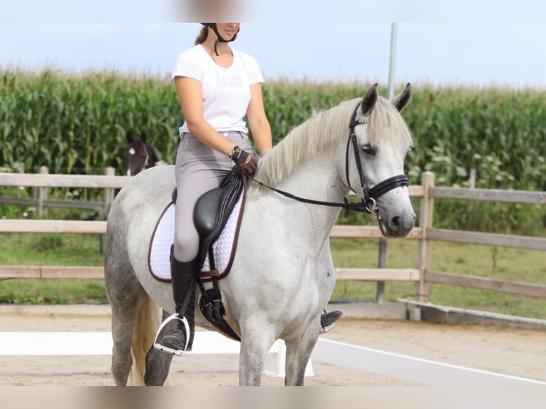 Connemara Giumenta 4 Anni 150 cm Leardo in Bogaarden