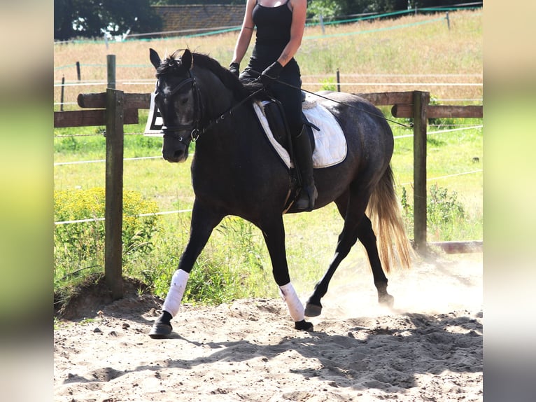 Connemara Giumenta 4 Anni 150 cm Leardo in uelsen
