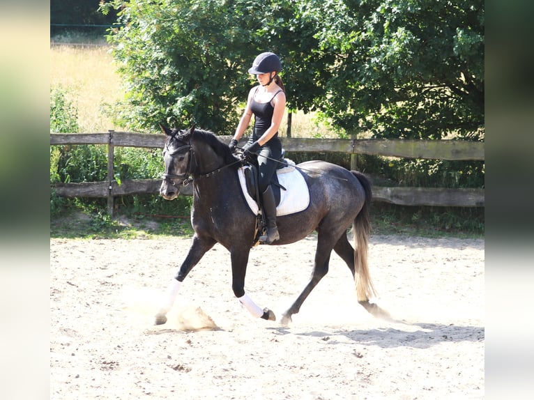 Connemara Giumenta 4 Anni 150 cm Leardo in uelsen