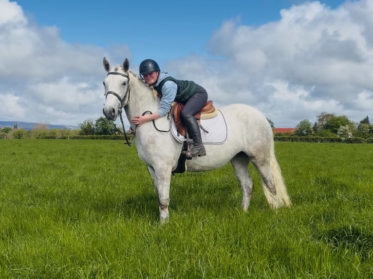 Connemara Giumenta 4 Anni 151 cm Grigio in Laois