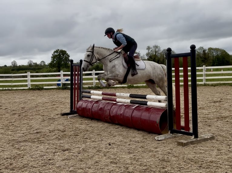 Connemara Giumenta 4 Anni 151 cm Grigio in Laois
