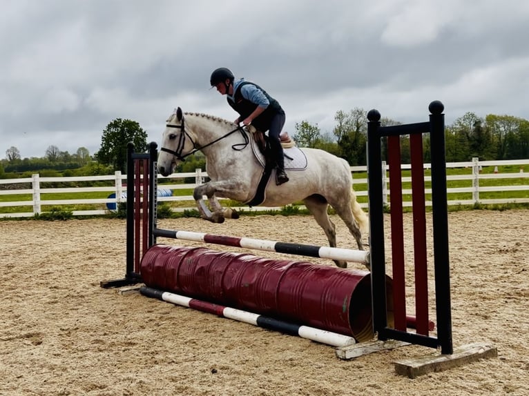 Connemara Giumenta 4 Anni 151 cm Grigio in Laois