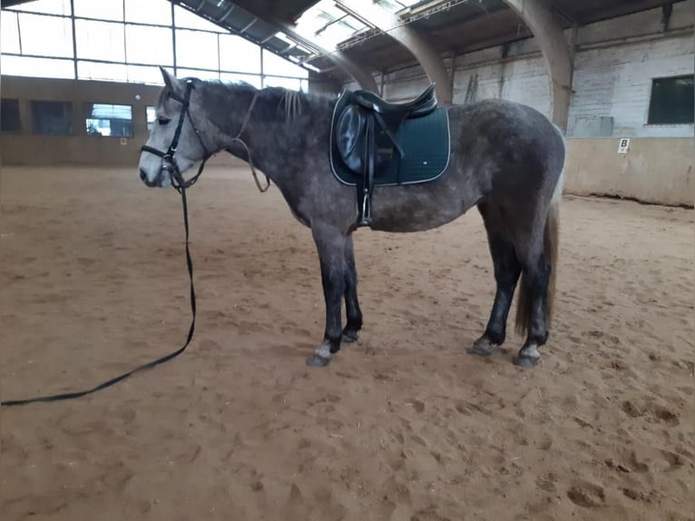 Connemara Giumenta 4 Anni 152 cm Grigio pezzato in Euskirchen