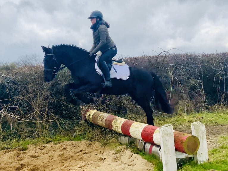 Connemara Giumenta 4 Anni 152 cm Morello in Mountrath