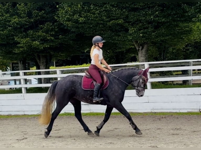 Connemara Giumenta 4 Anni 153 cm Grigio in Mountrath, Co. Laois